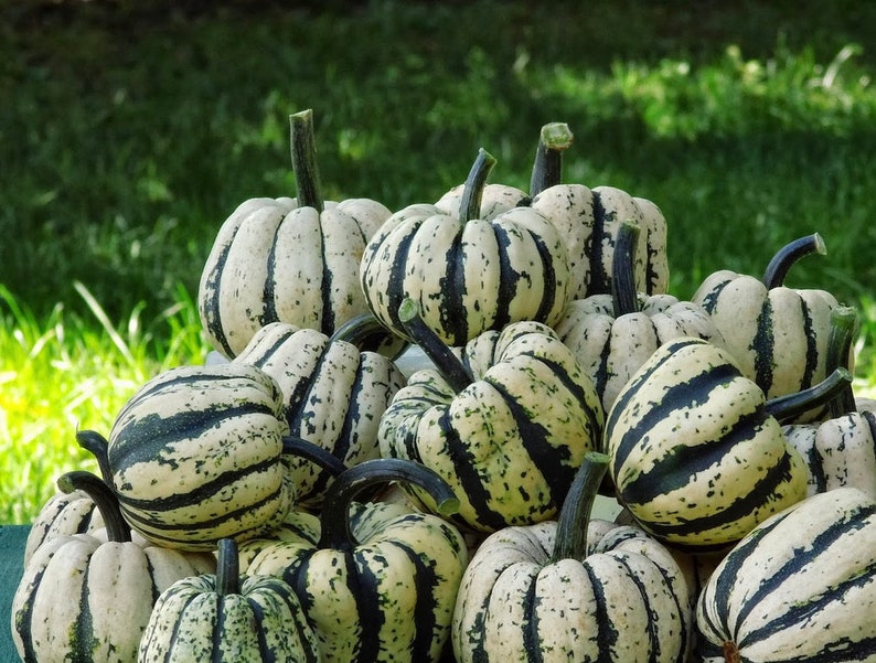 Decorative Pumpkin Sweet Dumpling 2g / 20 Seeds Cucurbita Pepo GMO FREE image 3