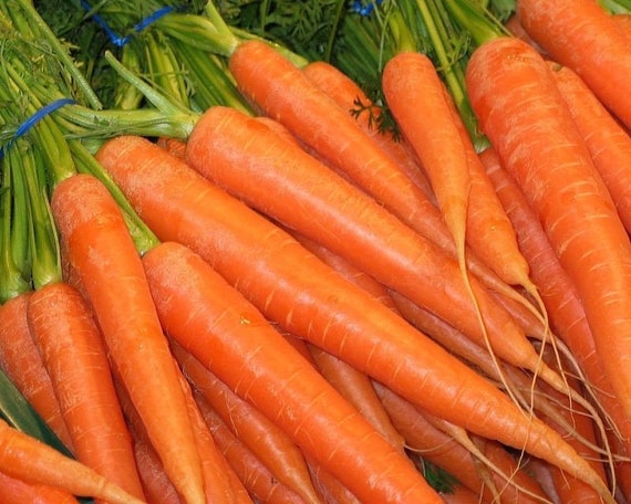 20 Mini Carrot Seeds Orange Daucus Carota Organic Vegetables 