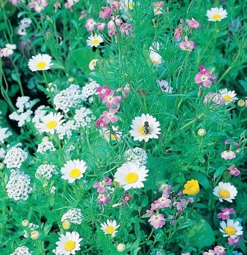 Bee Attracting Blend Bee Happy Mix 2g500 Seeds GMO FREE