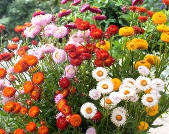 Helichrysum Bracteatum 200 Seeds Strawflower Tom Thumb Dwarf Helichrysum Bracteatum 200 Seeds Strawflower Tom Thumb Dwarf