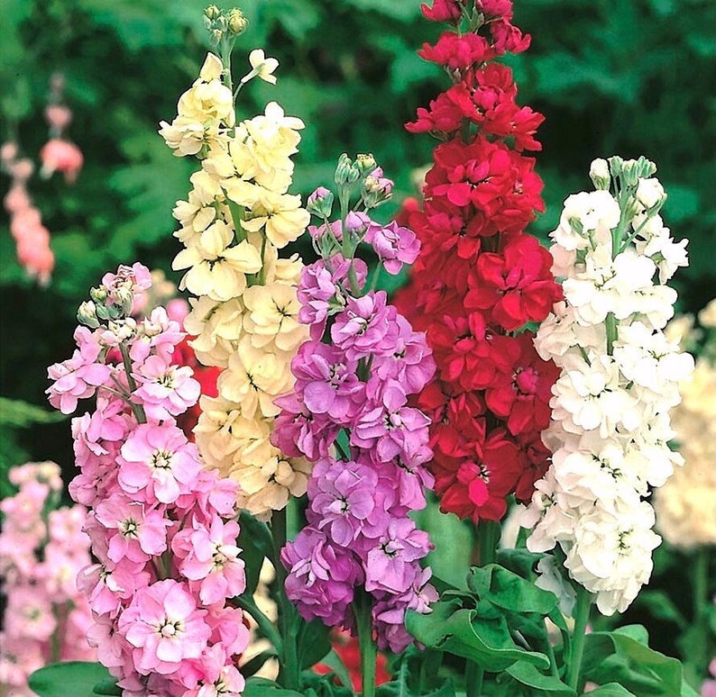 Stocks Garden Stock Flowers Blend 0.5g / 100 Seeds Matthiola Incana Annua GMO FREE image 1