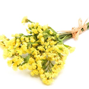 Wavyleaf Sea Lavender Statice Yellow Flowers 0.3g / 70 Seeds Limonium Sinuatum GMO Free image 4