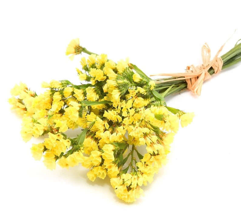 Wavyleaf Sea Lavender Statice Yellow Flowers 0.3g / 70 Seeds Limonium Sinuatum GMO Free image 4