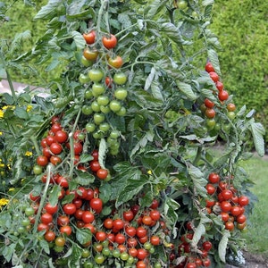 Cherry Tomato / Gartenperle 0.3g / 60 Seeds Lycopersicon Esculentum GMO Free image 3