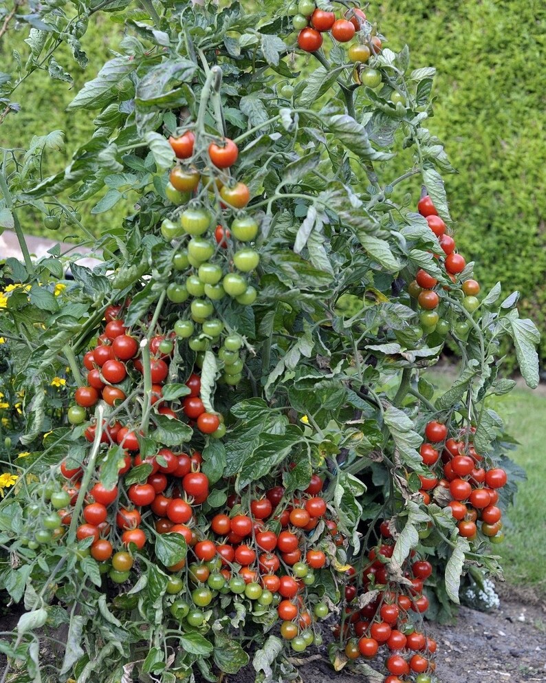 Cherry Tomato / Gartenperle 0.3g / 60 Seeds Lycopersicon Esculentum GMO Free image 3