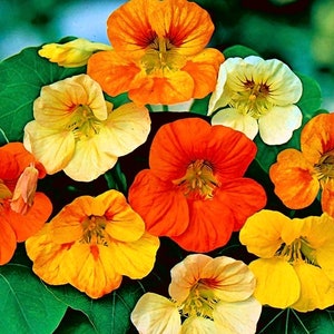 Nasturtium Tom Thumb Dwarf Flowers 5g / 20 Seeds Tropaeolum Majus Nanum GMO Free image 1