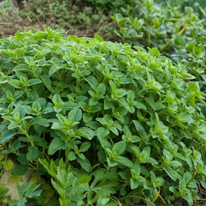 Oregano Herb 500 Seeds Origanum Vulgare GMO Free image 1