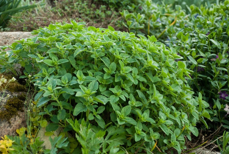 Oregano Herb 500 Seeds Origanum Vulgare GMO Free image 1