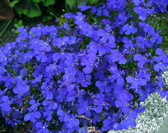 Edging Lobelia Blue Flowers 0.1g / 700 Seeds - Lobelia Erinus GMO Free