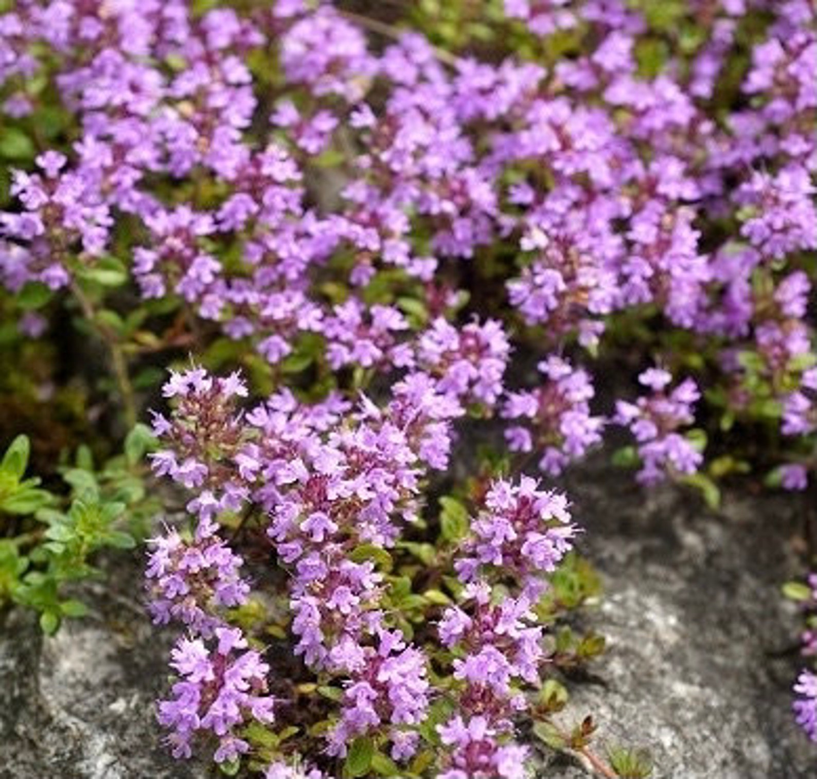 Creeping Thyme Thyme Sand 0.1g / 100 Organic Seeds Thymus Etsy