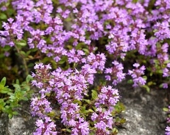 Creeping Thyme Thyme Sand Wild Thyme 0.1g / 300 Seeds - Thymus Serpyllum GMO FREE