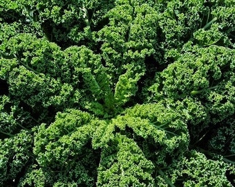 Dwarf Kale Green Curled 1g / 150 Seeds Brassica Oleracea GMO Free