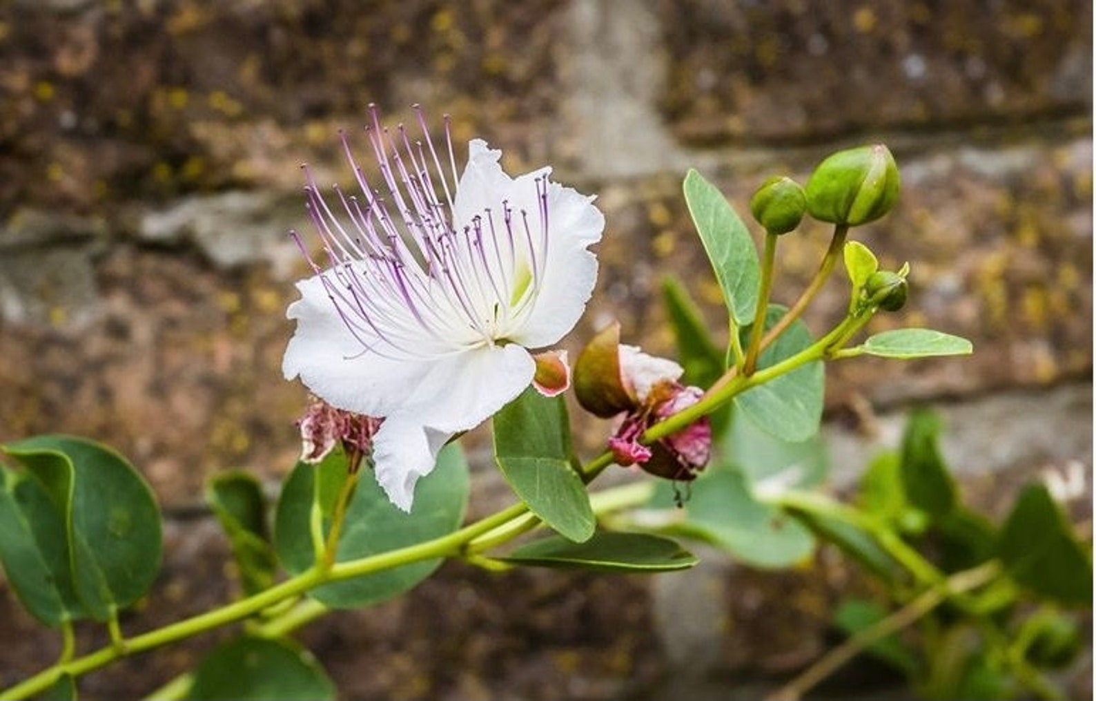Flinders Rose Caper Bush 0.5g Organic Seeds Capparis Etsy