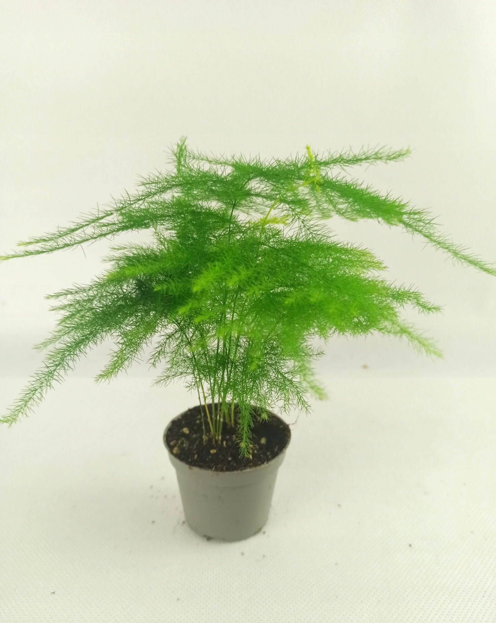 Asparagus Fern Climbing Lace Fern 0.5g / 12 Organic Seeds Etsy