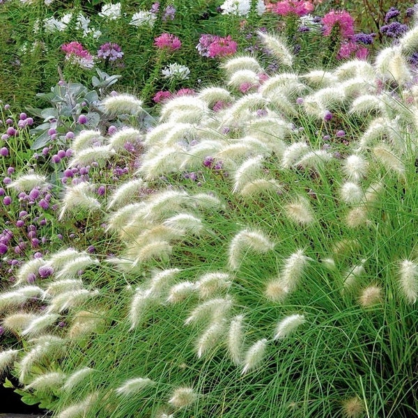 Feathertop Grass 12 Graines - Pennisetum Villosum Sans OGM