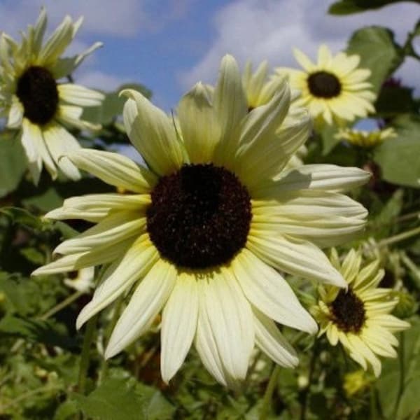 Decorative Sunflower Vanilla Ice 0.5g / 50 Seeds - Helianthus Debilis GMO FREE