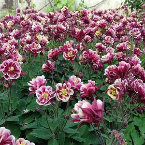 Akelei Winky Rot Weiße Blumen Mischung 0,1g / 50 Samen Aquilegia Vulgaris Gentechnikfrei Bild 4