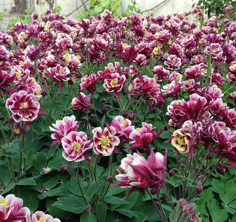 Akelei Winky Rot Weiße Blumen Mischung 0,1g / 50 Samen Aquilegia Vulgaris Gentechnikfrei Bild 4