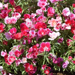 Elegant Clarkia Mountain Garland Flowers Blend 1g / 100 Seeds - Clarkia Elegans GMO Free