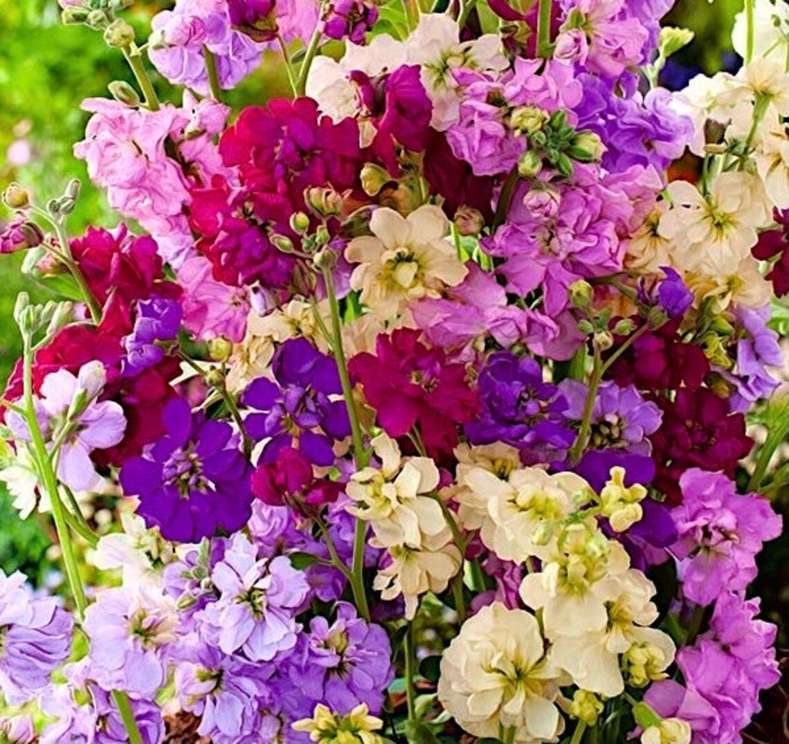 Tenweeks Stocks Garden Stock Blend 0.5g / 100 Organic Seeds Etsy