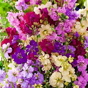 Stocks Garden Stock Flowers Blend 0.5g / 100 Seeds Matthiola Incana Annua GMO FREE image 5