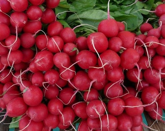 racines rouges Graine Radis "Carmesa" RUBAN DE GRAINES jardinage rond racines rouges Graine Radis "Carmesa" RUBAN DE GRAINES jardinage rond