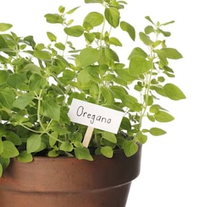Oregano Herb 500 Seeds Origanum Vulgare GMO Free image 3