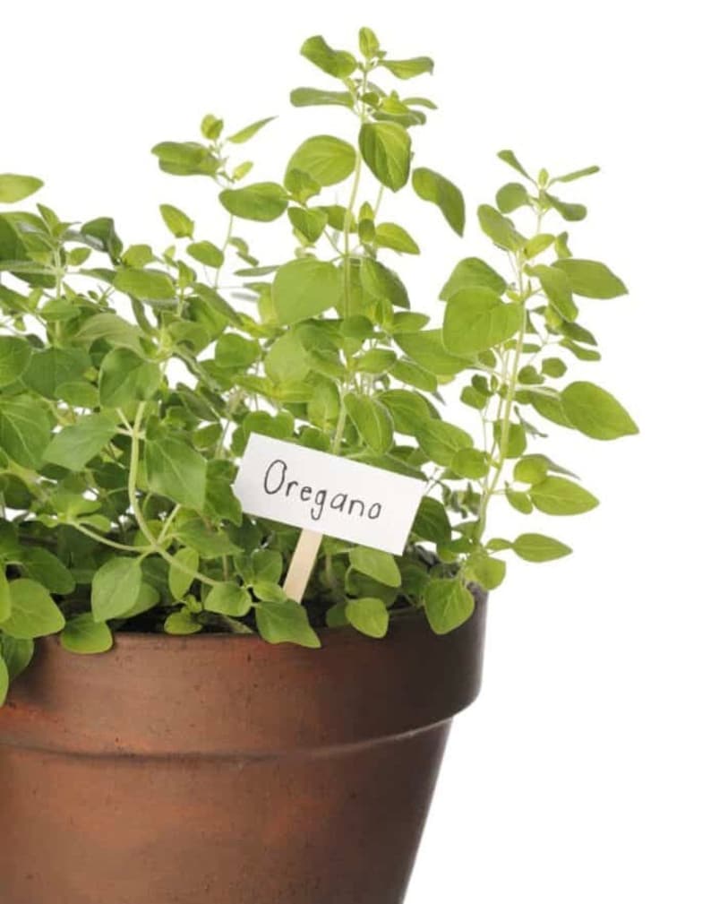 Oregano Herb 500 Seeds Origanum Vulgare GMO Free image 3