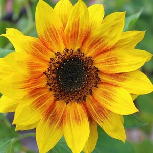 Sunflower Pacino 0.5g / 15 Seeds - Hellianthus Annuus GMO Free