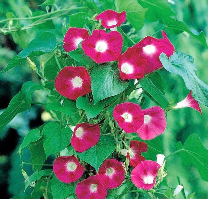 цветы ипомея скарлет о хара. ипомея скарлет. ипомея скарлетт о хара. цветы ипомея скарлет о хара. ипомея пурпурная.