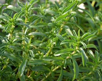 Garden Savory / Bean Herb / Summer Savory 2g / 1400 Seeds - Satureja Hortensis GMO Free