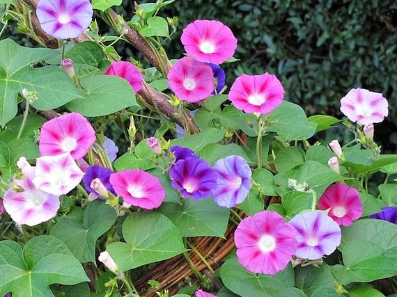 JHS MORNING GLORY MOD『IPOMOEA』 JHS Pedals Morning Glory V4 Overdrive Guitar Effects Pedal