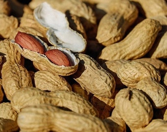 Peanut Groundnut 5 Seeds - Arachis Hypogaea GMO Free