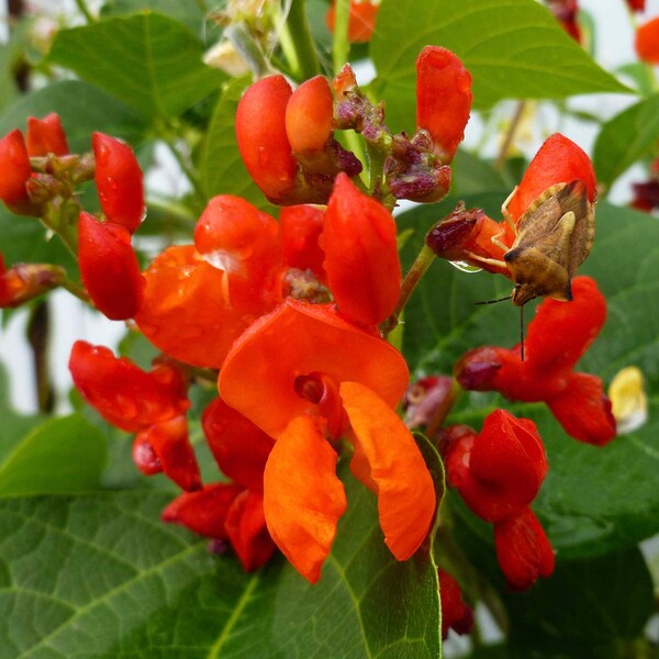 Flores trepadoras de frijol escarlata - 6 semillas - Phaseolus Coccineus sin OGM