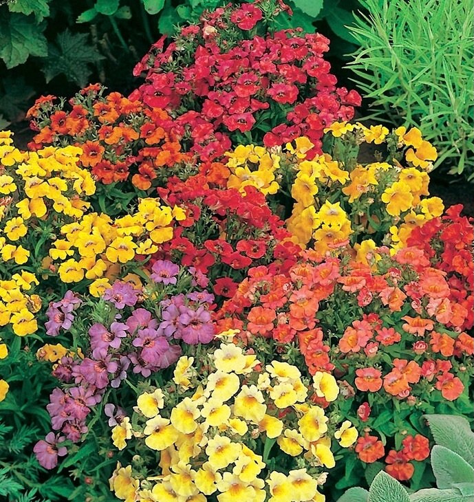 Cape Jewels / Pouch Nemesia Flowers Blend 0.3g / 500 Zaden Etsy Nederland