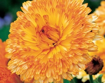 Common Marigold Apricot Beauty Edible Flowers 2g / 100 Seeds - Calendula Officinalis GMO FREE