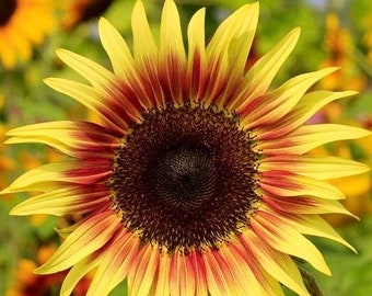 sunflower Solar Lights Outdoor Garden Decor, 2 Pack Realistic