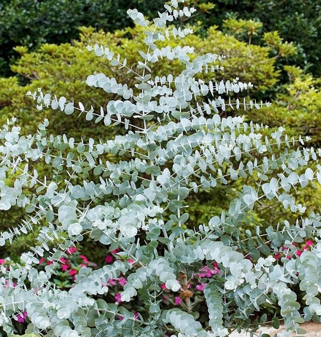 Argyle Apple Silver Dollar Tree 20 Semillas Eucalyptus Cinerea Libre de
