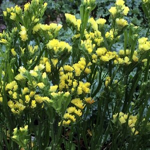 Wavyleaf Sea Lavender Statice Yellow Flowers 0.3g / 70 Seeds Limonium Sinuatum GMO Free image 3