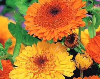 Common Marigold Deja Vu Edible Flowers 2g / 100 Seeds - Calendula Officinalis GMO FREE