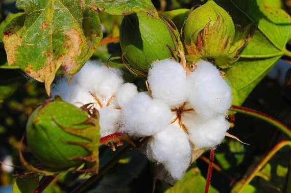 Cotton pla 2025