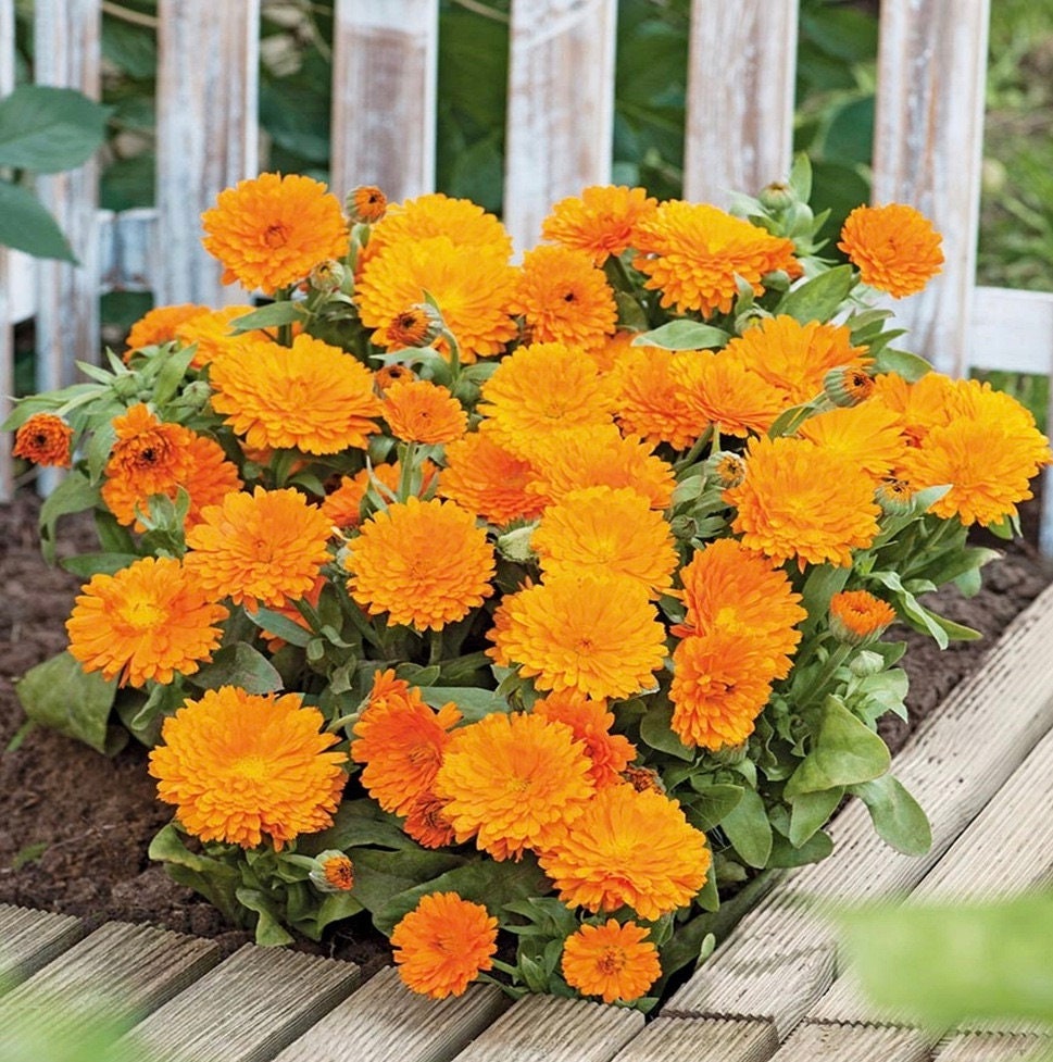 CALENDULA Flowers Whole, Dried Whole Calendula Flower 