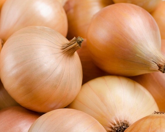 de jardín / 1000 Semillas Allium - España