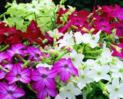 Sander's Tobacco Flowering Tobacco Flowers Blend 0.4g / 400 Seeds - Nicotiana X Sanderae GMO FREE
