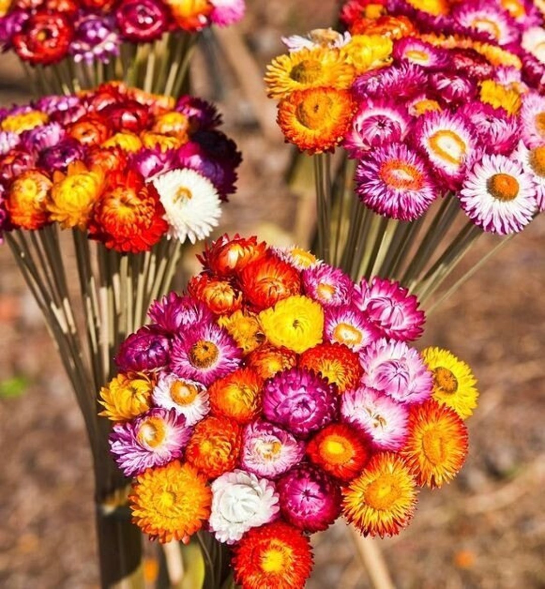 Strawflower Everlasting Paper Daisy Tom Thumb Flowers Blend 0.5g / 200