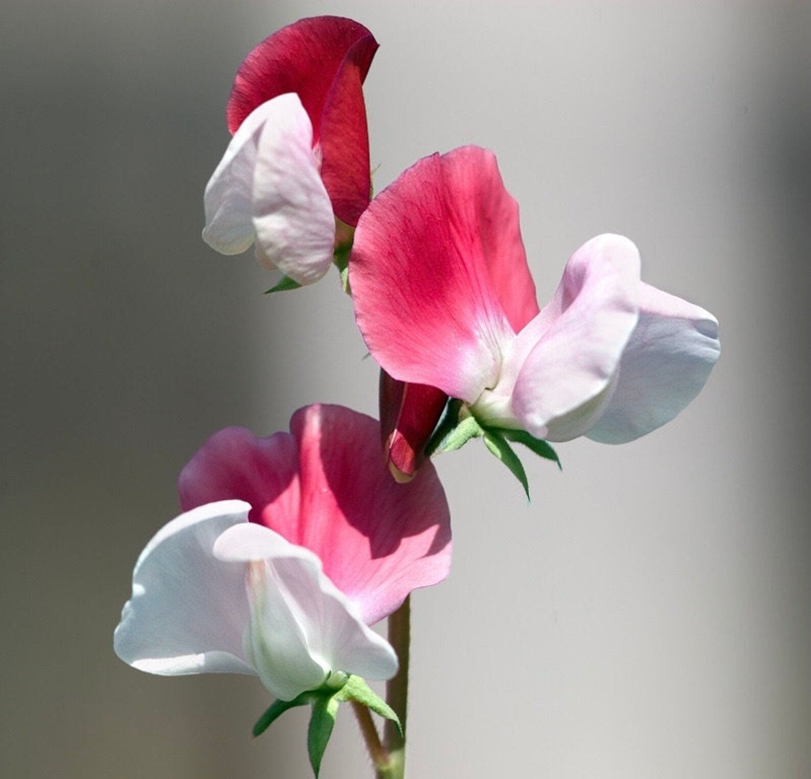 Sweet Pea С†РІРµС‚РѕРє