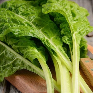 Snijbietbietenblad Lukullus 5g / 200 zaden - Beta Vulgaris GMO-vrij