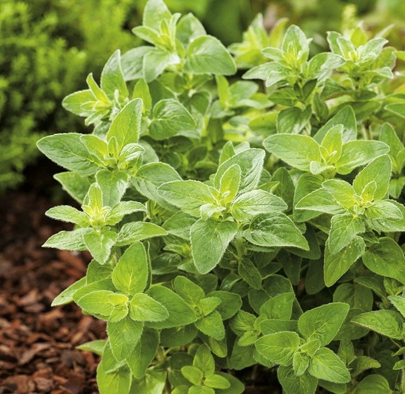 Oregano Herb 500 Seeds Origanum Vulgare GMO Free image 2