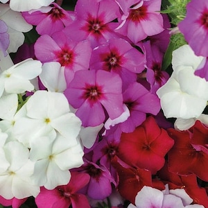 Phlox Drummond&#39;s Phlox Flowers Blend 0.5g / 100 Seeds - Phlox Drummondii GMO Free