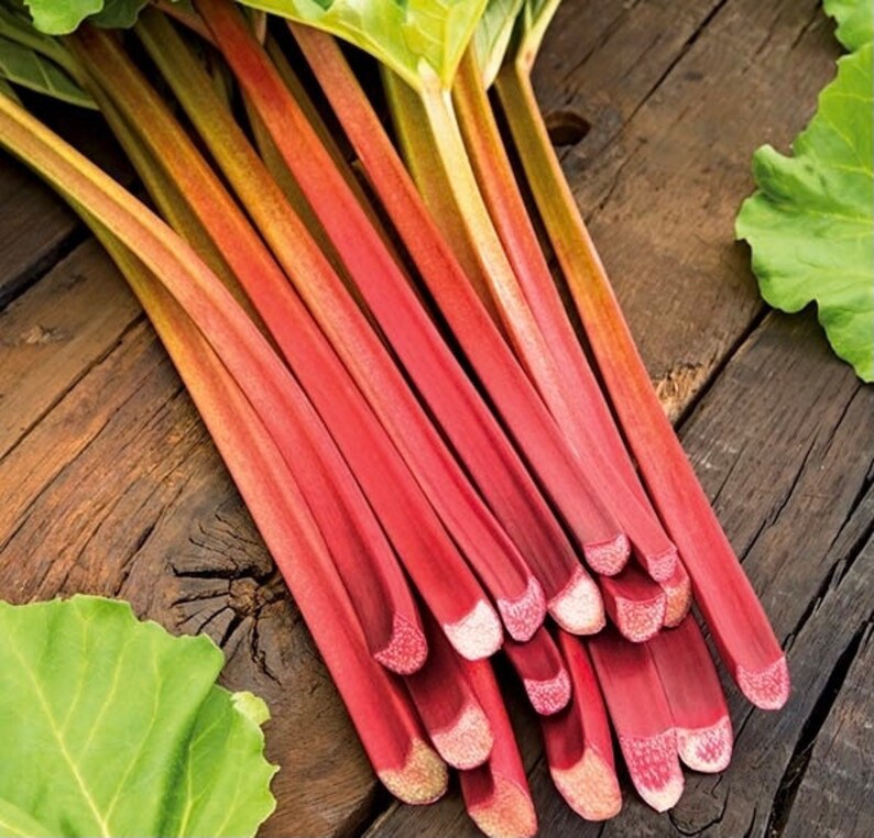 Ревень семена. Корень ревеня семена. Ревень кислячка. Ревень черешковый компотный. Ревень семена.